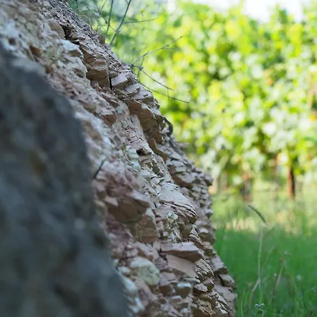 Azienda Agricola Ca' Lunga